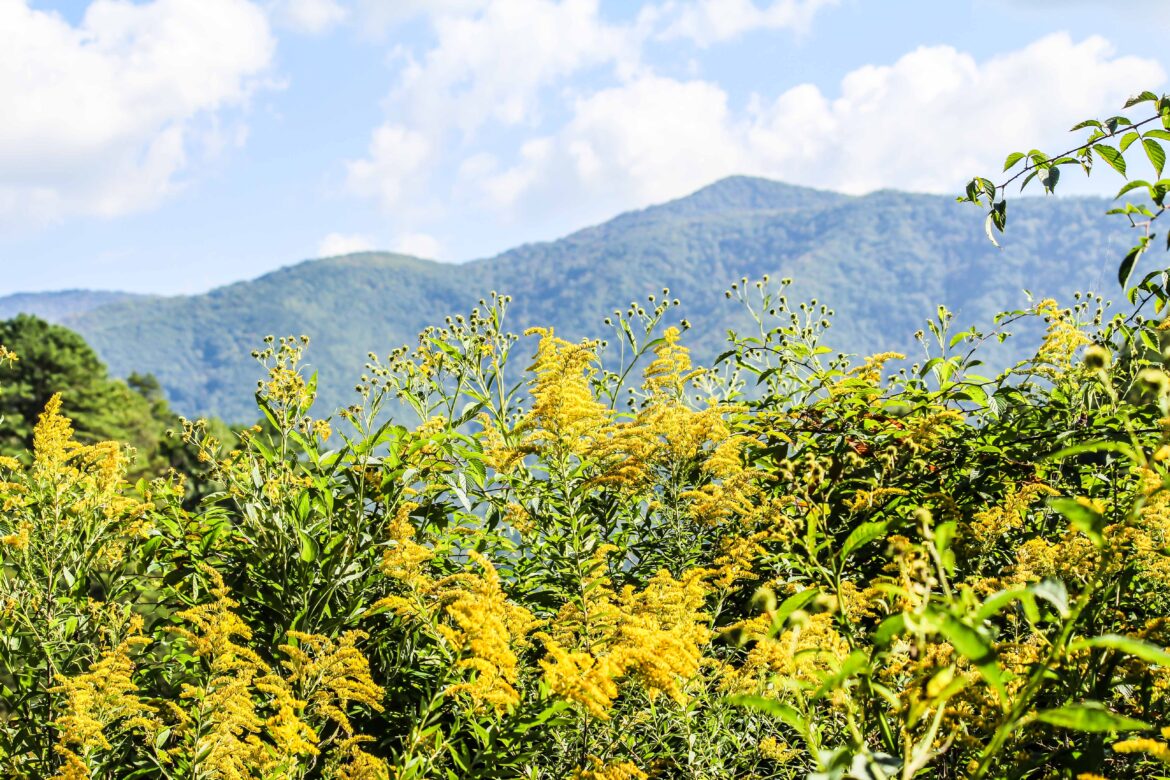 Mistakes People Make At Cades Cove