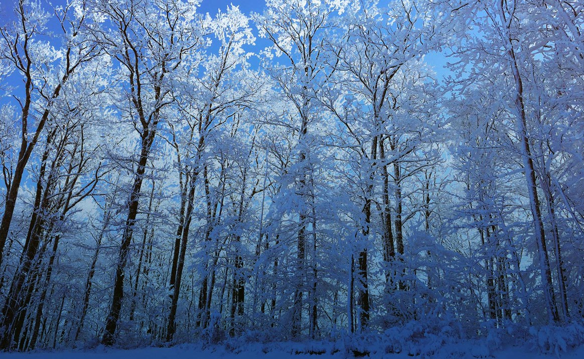 Ober-gatlinburg-snow-trees-sm